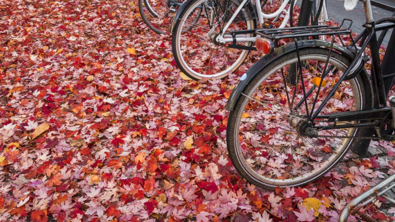 Fall foliage with bikes